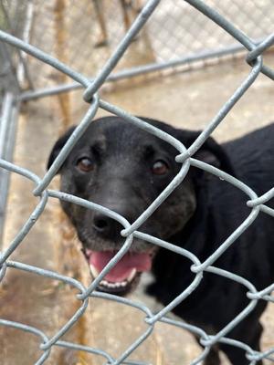 Ellie Mae, Labrador Retriever / Shepherd, young, available for adoption
