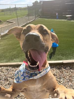 A brown dog with a blue bandana is standing on a gravel surface, its mouth open and tongue out, with a grassy area and a fence in the background.