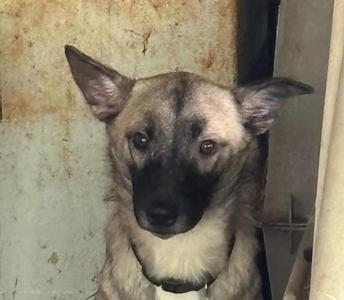A close-up photo of a dog's face. The dog has pointed ears, dark fur around its muzzle and eyes, and lighter fur on its body. It appears to be looking directly at the camera.