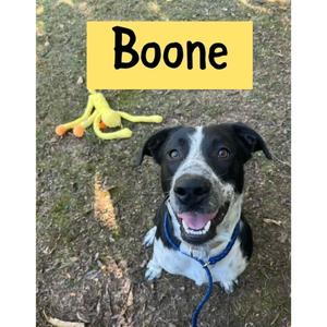 A black and white dog named Boone sits on the ground next to a yellow stuffed toy.