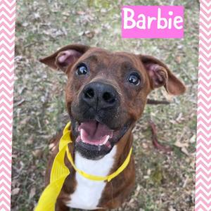 BARBIE, Staffordshire Bull Terrier / Boxer, young, available for adoption