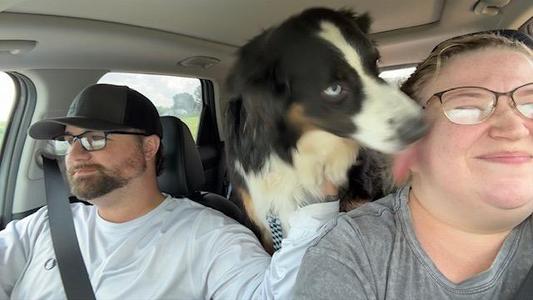 Cooper Blue, Australian Shepherd, adult, available for adoption