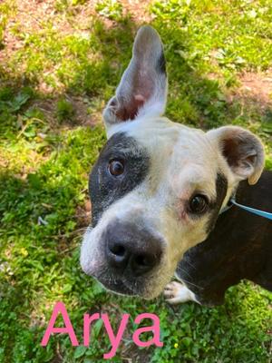 Arya, Mixed Breed / Pit Bull Terrier, adult, available for adoption