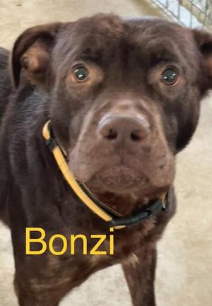BONZI, Mixed Breed, young, available for adoption