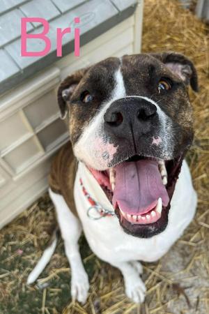 BRI, Mixed Breed, young, available for adoption