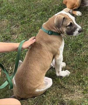 A brown and white puppy with a green collar sitting on grass, being petted by a person's hand.