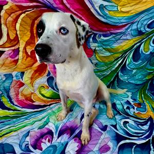 Arlo, Dalmatian, adult, available for adoption