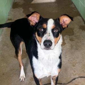 Hurk, Mixed Breed (Medium), adult, available for adoption
