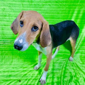Freeway, Beagle, adult, available for adoption