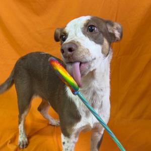 Buttercup/sally, Mixed Breed (Medium), young, available for adoption