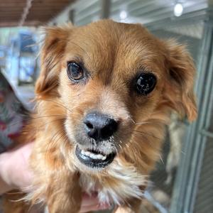 Cupcake HW+, Chihuahua, adult, available for adoption