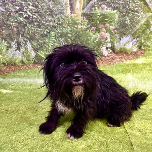 aspen, Mixed Breed (Small), adult, available for adoption