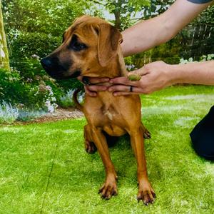 Cascade, Boxer, young, available for adoption