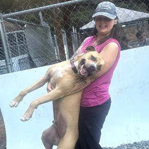Marshall, Terrier, adult, available for adoption