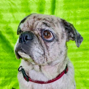 Ghost, Pug, adult, available for adoption