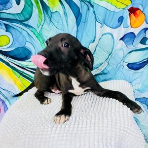 Draino, Mixed Breed (Large), puppy, available for adoption
