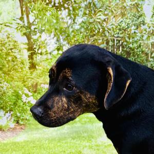 Davey, Hound, adult, available for adoption