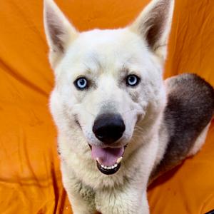 Balto, Husky, adult, available for adoption