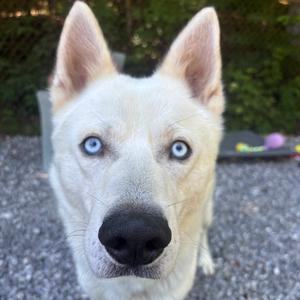 Balto, Husky, adult, available for adoption