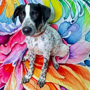 Axel, Coonhound, Treeing Walker, puppy, available for adoption