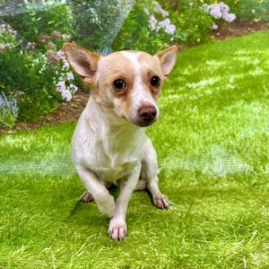 mack, Chihuahua, Short Coat, adult, available for adoption