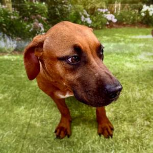 Clara, Boxer, young, available for adoption