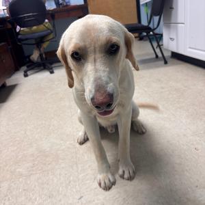 Bond / Blondie, Retriever, Labrador, young, available for adoption