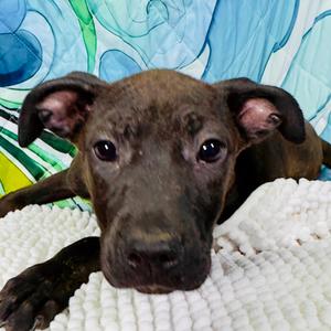 Drusilla, Mixed Breed (Large), puppy, available for adoption