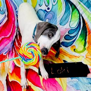 loki, Coonhound, Treeing Walker, puppy, available for adoption