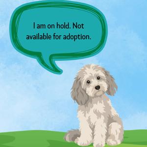 Clyde, Mountain Cur, puppy, available for adoption