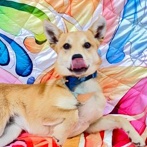 Dutches, Beagle, adult, available for adoption