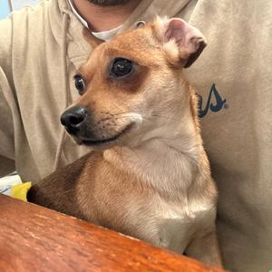 A tan and brown small dog with big ears looks to the left, being held by a person wearing a tan hoodie.
