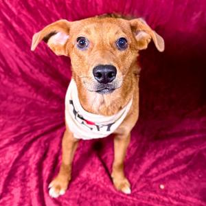 Barbie, Beagle, adult, available for adoption