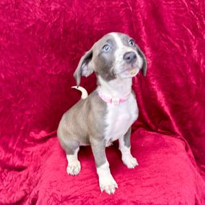 Daenerys, Hound, puppy, available for adoption