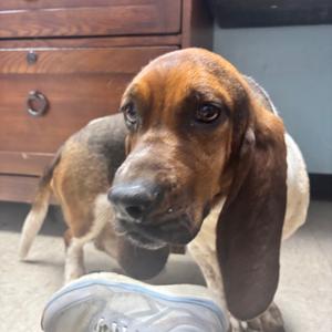 Hammi, Hound, Basset, adult, available for adoption
