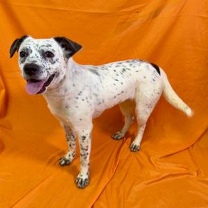 Freckles, American Blue Heeler, adult, available for adoption