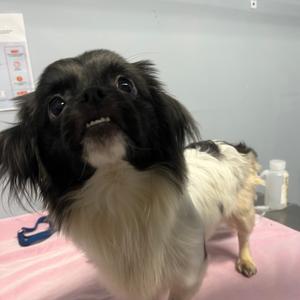 Bunny, Pekingese, adult, available for adoption