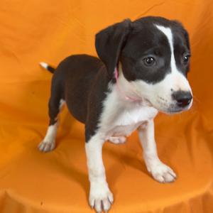 Cleo, Mixed Breed (Small), puppy, available for adoption