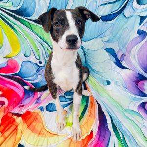 Iron Man, Mixed Breed (Medium), adult, available for adoption