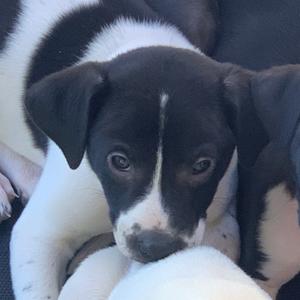 CornDog, Mixed Breed (Small), puppy, available for adoption
