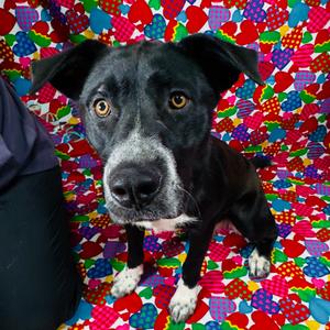 Dakota, Retriever, Black Labrador, adult, available for adoption