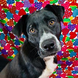 Dakota, Retriever, Black Labrador, adult, available for adoption