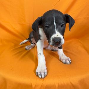 A black and white puppy with floppy ears sits on an orange background.
