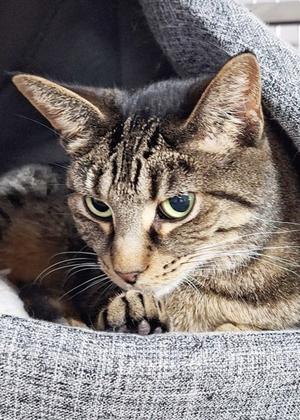 Bonnie, senior, available for adoption