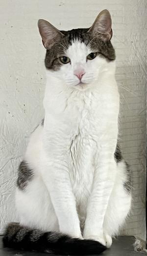 A white cat with grey tabby markings sitting upright against a textured white wall.