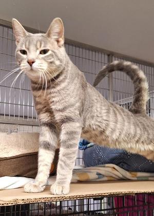 A gray tabby cat standing on a cardboard box inside a cage.