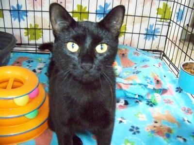 Binkie Joe, young, available for adoption