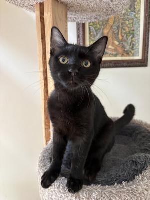 Able - KITTEN in foster, available for adoption