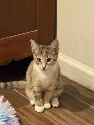 Duchess - KITTEN in foster, available for adoption