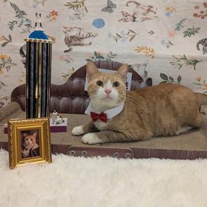 Chance (FIV+), available for adoption